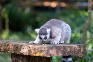 Naklejka premium A ring-tailed lemur lowers its head to forage on a rustic wooden platform, captured in a natural tropical habitat with soft green bokeh and gentle daylight emphasizing its curious behavior.