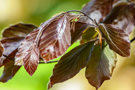 Close-up of deep red beech tree leaves with delicate veins and serrated edges in sunlight