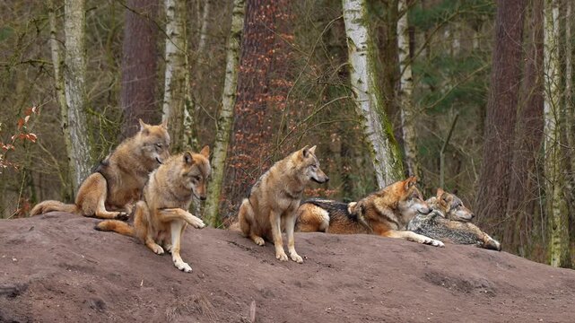 Wolf (Canis lupus), Wolfsrudel im Wald