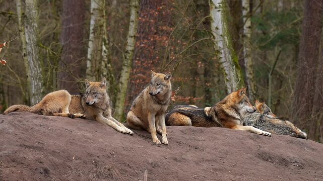 Wolf (Canis lupus), Wolfsrudel im Wald