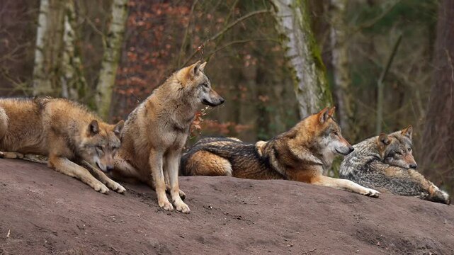 Wolf (Canis lupus), Wolfsrudel im Wald