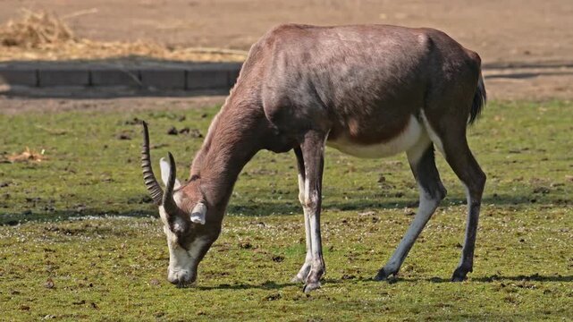 blesbok or blesbuck (Damaliscus pygargus phillipsi) grazing