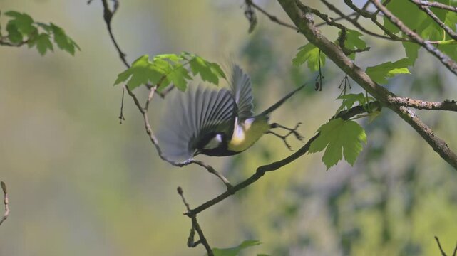 Great tit (Parus major) bird with insect in beak flying off branch in slow motion