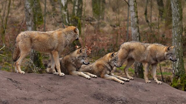 Wolf (Canis lupus), Wolfsrudel im Wald