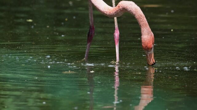 flamingo filtering water with its beak