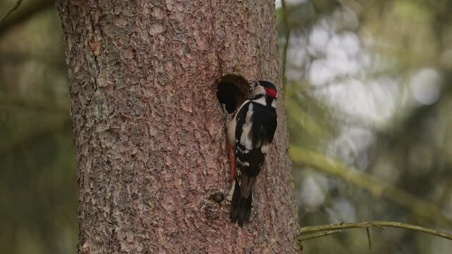 Great spotted woodpecker male feeding chicks at the nest hole in stem
