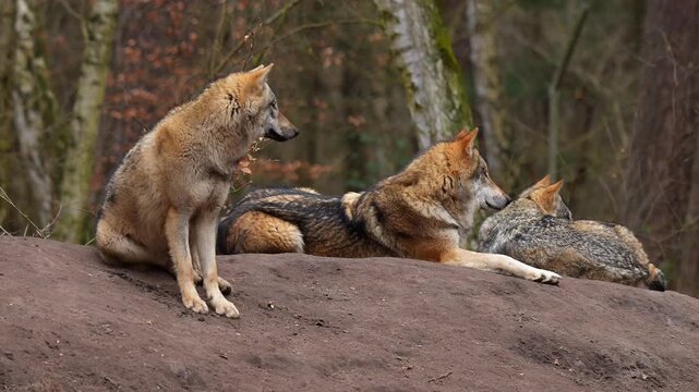 Wolf (Canis lupus), Wolfsrudel im Wald