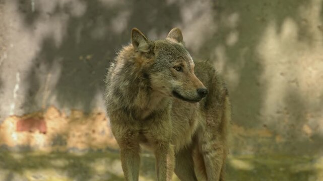 common Eurasian wolf (Canis lupus lupus) looking around