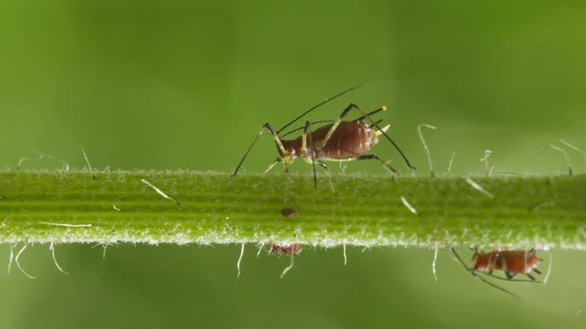 aphids hanging on a plant stem sucking