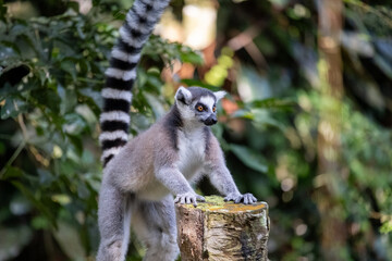 Naklejka premium A ring-tailed lemur stands alert with its front paws on a weathered tree stump, long striped tail raised high, surrounded by lush tropical foliage in soft natural light.