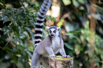 Naklejka premium A ring-tailed lemur stands alert with its front paws on a weathered tree stump, long striped tail raised high, surrounded by lush tropical foliage in soft natural light.