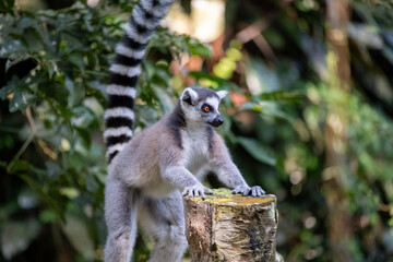 Naklejka premium A ring-tailed lemur stands alert with its front paws on a weathered tree stump, long striped tail raised high, surrounded by lush tropical foliage in soft natural light.