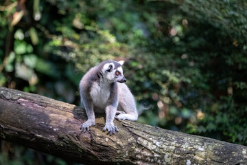 Naklejka premium A ring-tailed lemur rests on a fallen tree trunk in a lush tropical forest, gazing attentively to the side with bright amber eyes against a softly blurred green woodland backdrop.