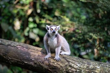 Naklejka premium A ring-tailed lemur sits alert on a weathered tree trunk in a lush tropical forest, facing the camera with vivid amber eyes against a soft green bokeh background in natural daylight.