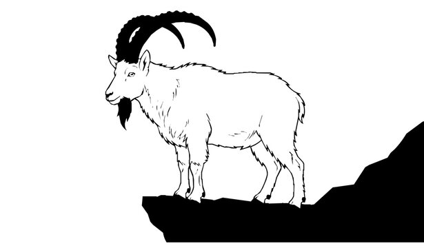Majestic mountain goat standing on alpine rock ledge vector illustration isolated on white background