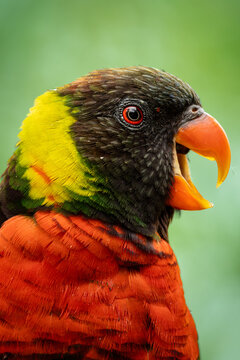 Rainbow lorikeet Trichoglossus moluccanus.