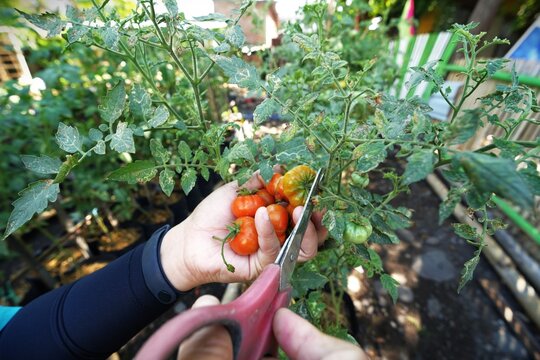 hand picking up tomatos