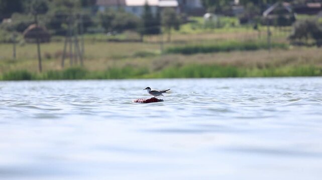 Common Tern balancing carefully on a floating buoy in the water, slow motion