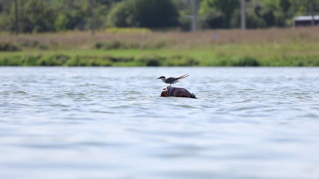 Common Tern sitting peacefully on a buoy far from the lakeshore, slow motion