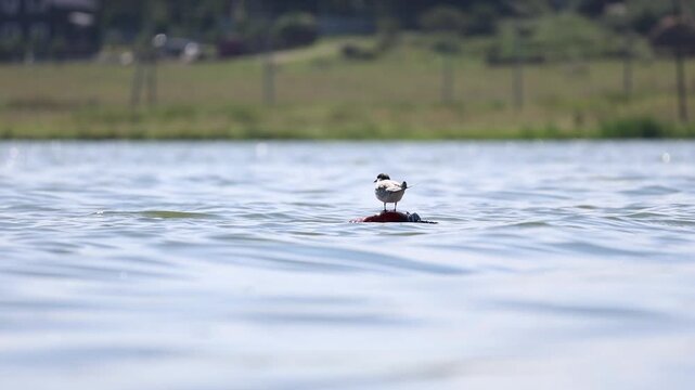 Common Tern resting calmly on a buoy in the middle of a lake, slow motion