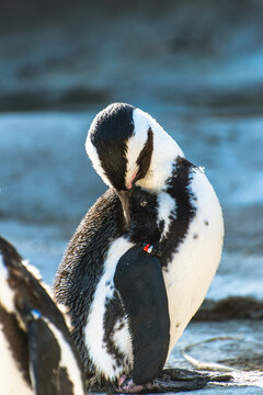 African Penguin Preening Feathers in Kobe Animal Kingdom Japan, Black-Footed Penguin Cleaning Itself
