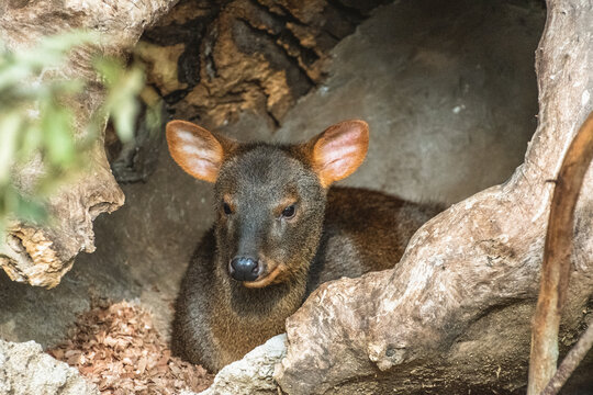 Southern Pudu Resting Inside Hollow Log in Kobe Animal Kingdom Japan, Smallest Deer Species Headshot