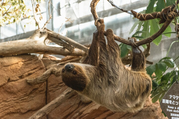 Fototapeta premium Two-Toed Sloth Hanging Upside Down on Rope Branch in Kobe Animal Kingdom Japan, Cute Tropical Mammal Moving