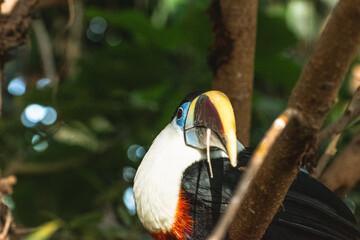 Obraz premium White-Throated Toucan Front View Looking at Camera in Kobe Animal Kingdom Japan, Tropical Bird Portrait