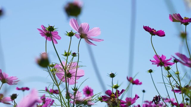 コスモス畑の4Kスローモーション動画