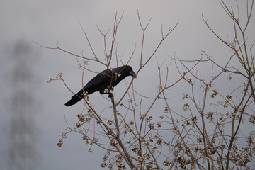 Large-billed crow perched in a bare tree with white berries © Bambi and Sunny