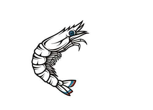 vector illustration of shrimp