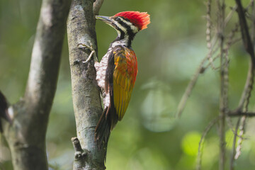 Obraz premium A Greater Flameback woodpecker (Chrysocolaptes guttacristatus) clinging to a tree trunk in Cat Tien National Park, Vietnam, featuring a vibrant red crest and golden-red wings.