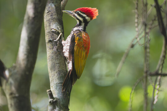 A Greater Flameback woodpecker (Chrysocolaptes guttacristatus) clinging to a tree trunk in Cat Tien National Park, Vietnam, featuring a vibrant red crest and golden-red wings.