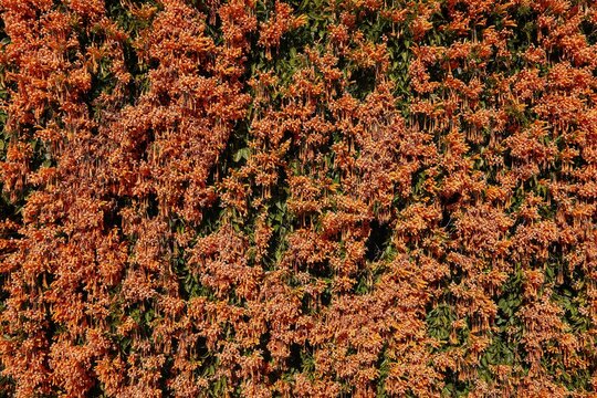 Dense wall of orange flame vine flowers creating a vibrant natural texture background pattern, pyrostegia venusta trumpet vine blossoms creeping over green foliage hedge during bright midday sun
