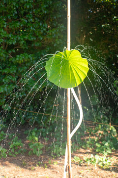 Lotus Leaf Surrounded by a Spray of Water