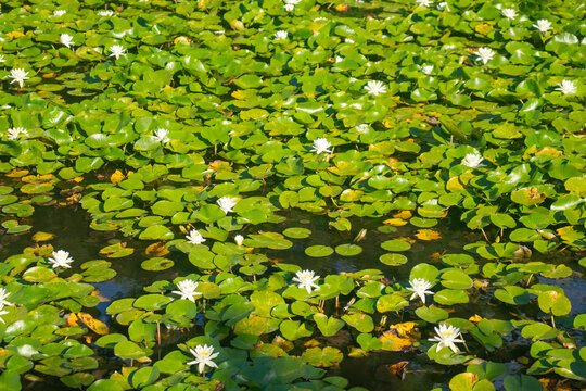 White Water Lilies Floating on a Pond