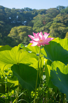 Pink Lotus Flowers Blooming in a Sunlit Pond