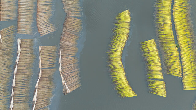 Jute bundles float on Bortir Bil in rural India, reflecting traditional livelihoods and sustainable agriculture. Jute, a natural biodegradable fiber, offers an eco-friendly alternative to plastic. 