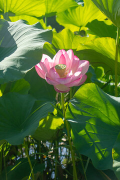 Delicate Pink Lotus Flowers Among Green Leaves
