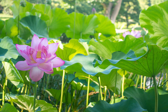 Delicate Pink Lotus Flowers Among Green Leaves