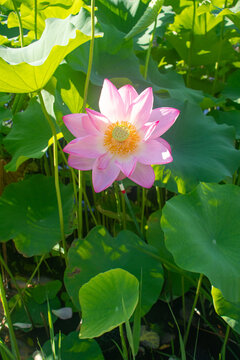 Delicate Pink Lotus Flowers Among Green Leaves