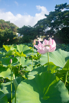 Pink Lotus Flowers Blooming in a Sunlit Pond