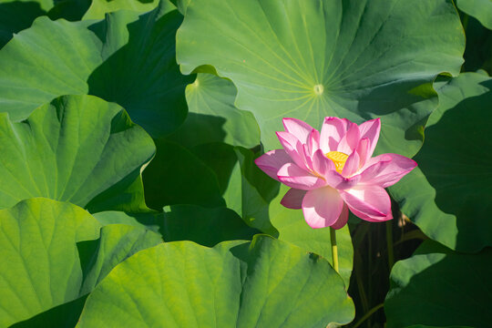 Delicate Pink Lotus Flowers Among Green Leaves