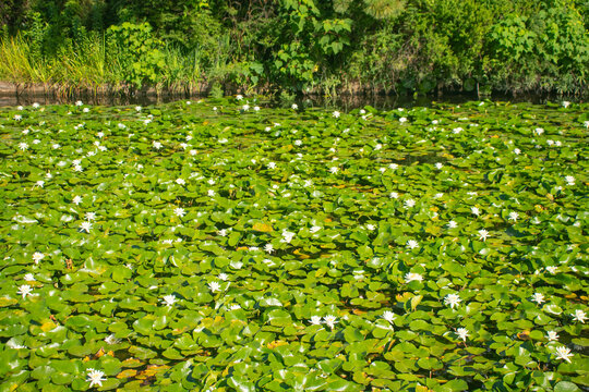 White Water Lilies Floating on a Pond