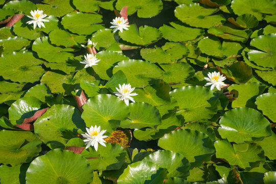 White Water Lilies Floating on a Pond