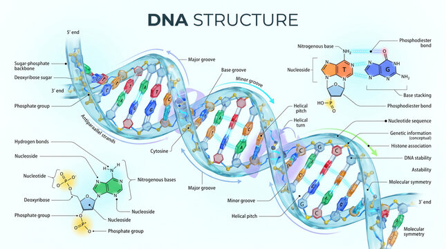 Detailed dna structure illustration featuring a double helix molecule with nitrogenous bases and scientific chemical labels on white background backdrop