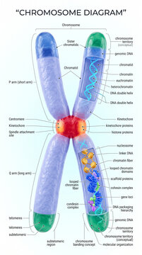 Detailed scientific diagram showing chromosome structure with labels for sister chromatids centromere telomeres dna helix and various biological protein components