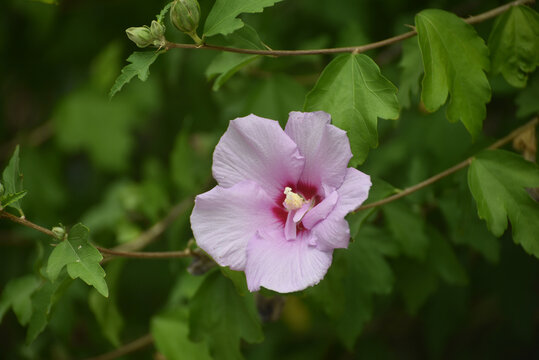 Close view of purple hibiscus flowers blooming in a garden, highlighting the beauty of tropical plants, colorful petals and natural floral details.