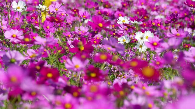 コスモス畑の4Kスローモーション動画