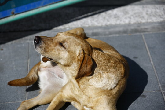 Relaxed Dog Enjoys Warm Sunshine Outdoors.